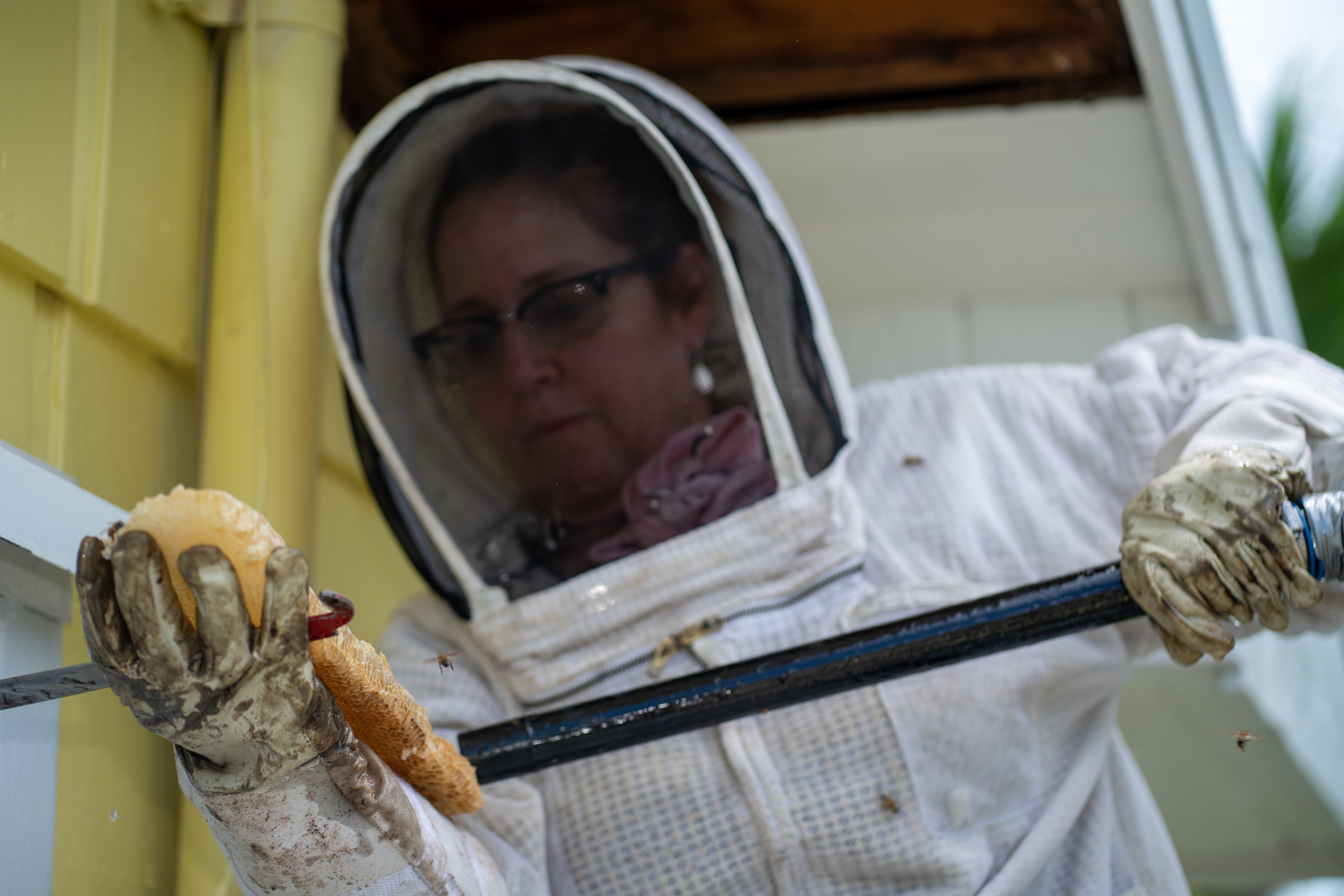 Bee Hiving