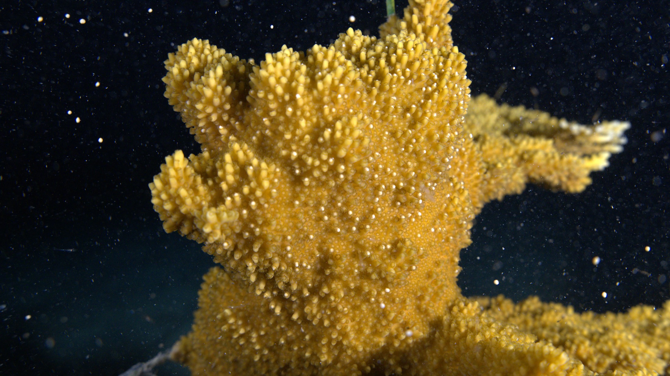 The Discipline of Hope on a Bleaching Reef
